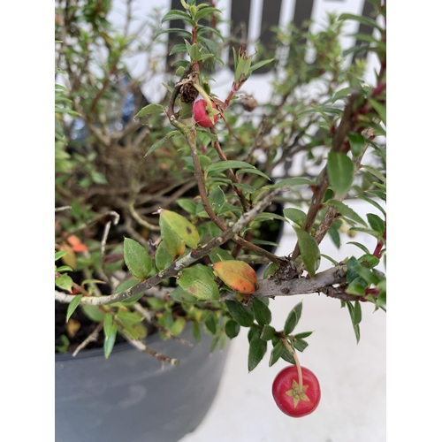 73 - TWO PERNETTYA GAULTHERIA MURONATA 'MULBERRY WINE' IN 7 LTR POTS. WITH LARGE DARK PINK ROUND BERRIES,... 