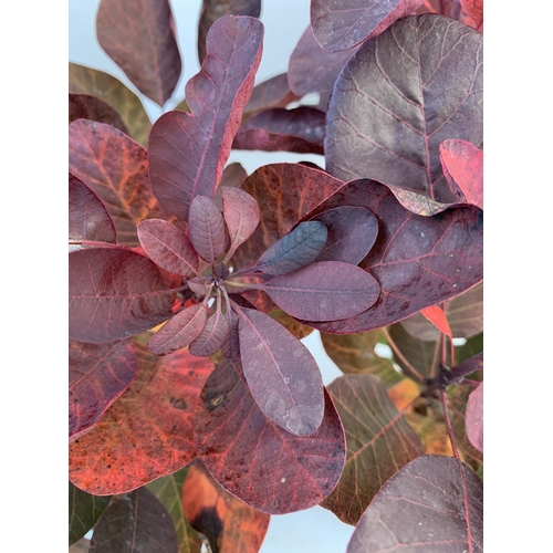 76 - TWO COTINUS COGGYGRIA 'ROYAL PURPLE' SMOKE BUSH IN 3 LTR POTS APPROX 50CM IN HEIGHT TO BE SOLD FOR T... 