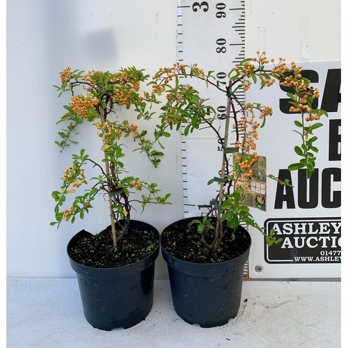 96 - TWO LARGE PYRACANTHA, 'SUNNY STAR' THORNLESS, COVERED WITH ORANGE BERRIES. APPROX 80CM IN HEIGHT IN ... 