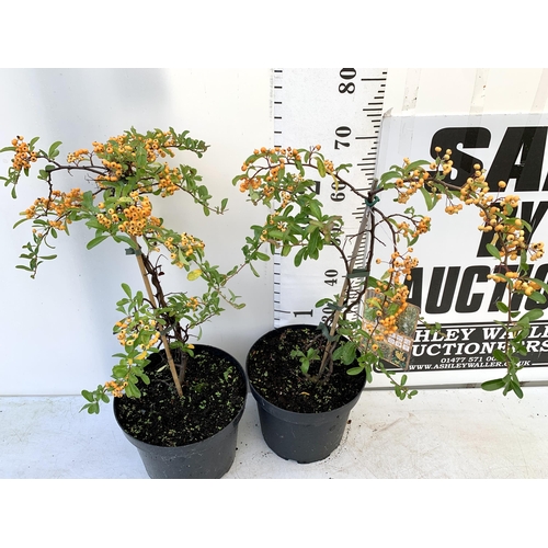 96 - TWO LARGE PYRACANTHA, 'SUNNY STAR' THORNLESS, COVERED WITH ORANGE BERRIES. APPROX 80CM IN HEIGHT IN ... 