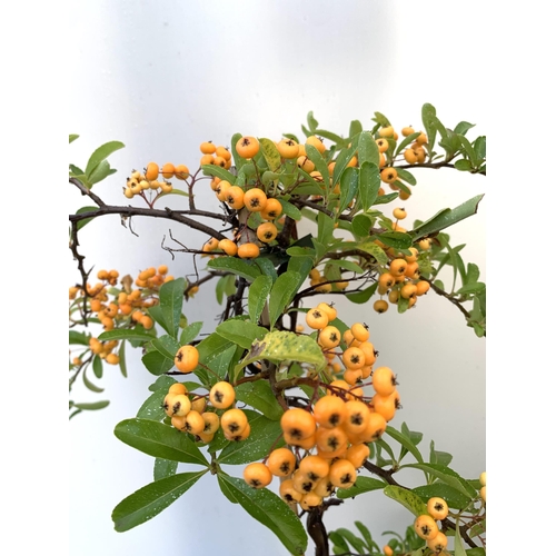 96 - TWO LARGE PYRACANTHA, 'SUNNY STAR' THORNLESS, COVERED WITH ORANGE BERRIES. APPROX 80CM IN HEIGHT IN ... 