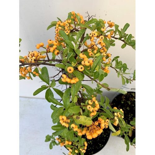 96 - TWO LARGE PYRACANTHA, 'SUNNY STAR' THORNLESS, COVERED WITH ORANGE BERRIES. APPROX 80CM IN HEIGHT IN ... 