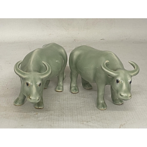 343 - A PAIR OF CHINESE CELADON GLAZED WATER BUFFALO'S