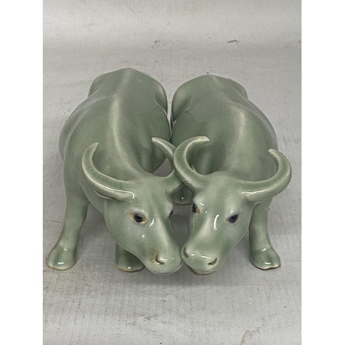 343 - A PAIR OF CHINESE CELADON GLAZED WATER BUFFALO'S