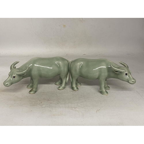 343 - A PAIR OF CHINESE CELADON GLAZED WATER BUFFALO'S