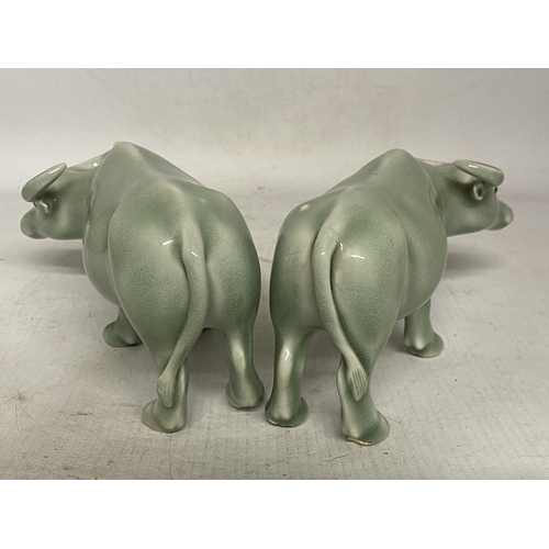 343 - A PAIR OF CHINESE CELADON GLAZED WATER BUFFALO'S