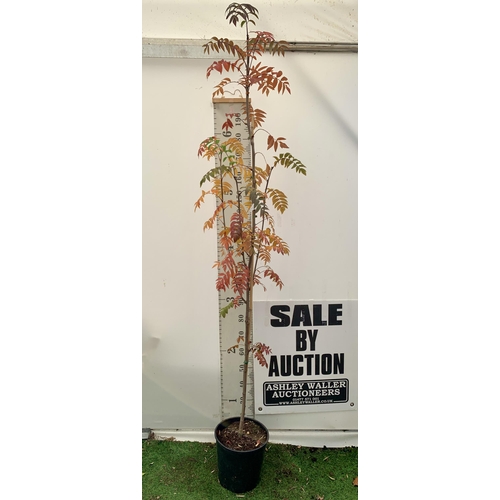 15 - ONE ROWAN SORBUS AUCUPARIA DECIDUOUS TREE APPROX 2.5 METRES IN HEIGHT IN A 12 LTR POT. HAS BUNCHES O... 