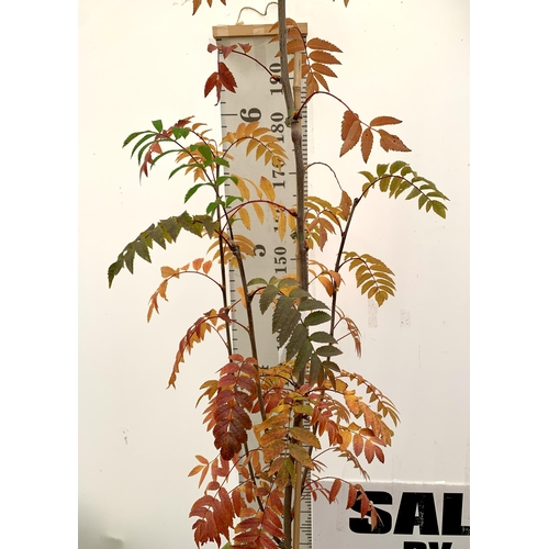 15 - ONE ROWAN SORBUS AUCUPARIA DECIDUOUS TREE APPROX 2.5 METRES IN HEIGHT IN A 12 LTR POT. HAS BUNCHES O... 