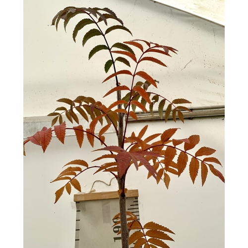 15 - ONE ROWAN SORBUS AUCUPARIA DECIDUOUS TREE APPROX 2.5 METRES IN HEIGHT IN A 12 LTR POT. HAS BUNCHES O... 