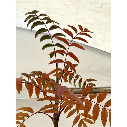 15 - ONE ROWAN SORBUS AUCUPARIA DECIDUOUS TREE APPROX 2.5 METRES IN HEIGHT IN A 12 LTR POT. HAS BUNCHES O... 