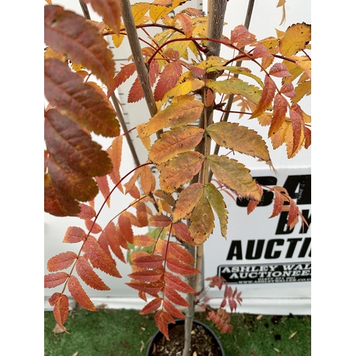 15 - ONE ROWAN SORBUS AUCUPARIA DECIDUOUS TREE APPROX 2.5 METRES IN HEIGHT IN A 12 LTR POT. HAS BUNCHES O... 