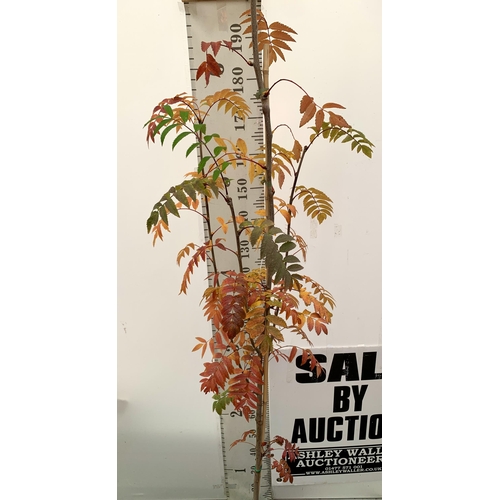 15 - ONE ROWAN SORBUS AUCUPARIA DECIDUOUS TREE APPROX 2.5 METRES IN HEIGHT IN A 12 LTR POT. HAS BUNCHES O... 