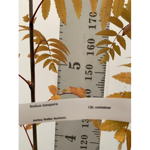 15 - ONE ROWAN SORBUS AUCUPARIA DECIDUOUS TREE APPROX 2.5 METRES IN HEIGHT IN A 12 LTR POT. HAS BUNCHES O... 