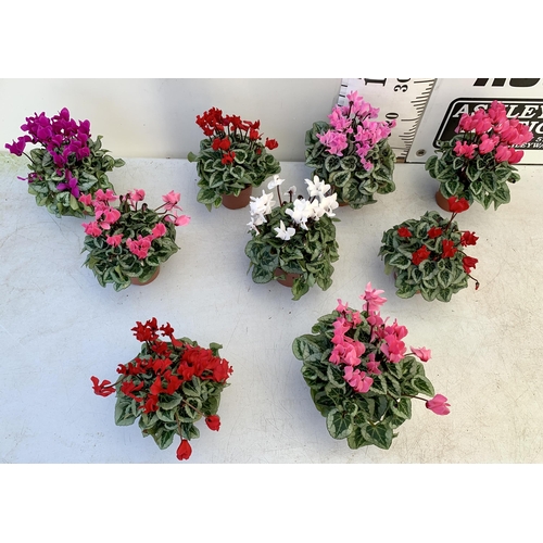 19 - NINE CYCLAMEN MULTICOLOURED SUPER SERIES PICASSO PLANTS 21CM IN HEIGHT, TO BE SOLD FOR THE NINE