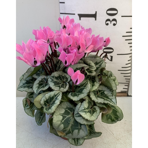 19 - NINE CYCLAMEN MULTICOLOURED SUPER SERIES PICASSO PLANTS 21CM IN HEIGHT, TO BE SOLD FOR THE NINE