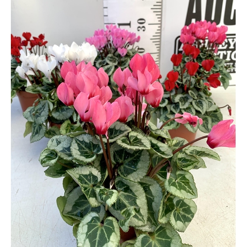 19 - NINE CYCLAMEN MULTICOLOURED SUPER SERIES PICASSO PLANTS 21CM IN HEIGHT, TO BE SOLD FOR THE NINE