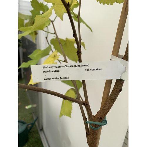 29 - ONE MULBERRY TREE MORUS CHELSEA KING JAMES I. PRODUCES LARGE AND SUCCULENT FRUIT CROPPING EARLY IN L... 