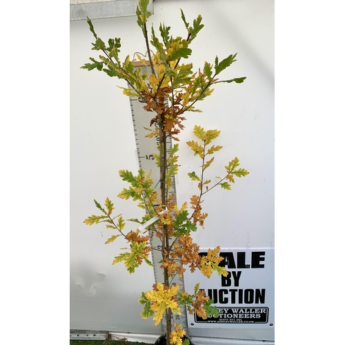 35 - ONE ENGLISH OAK 'QUERCUS ROBUR' JUST OVER 2 METRES IN HEIGHT IN A 12 LTR POT