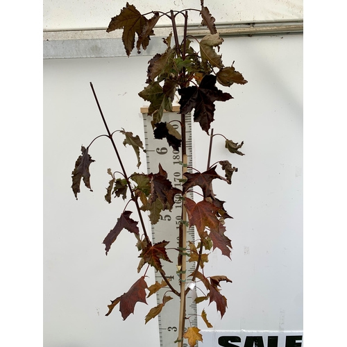 36 - ONE ACER PLATANOIDES 'CRIMSON KING' PURPLE MAPLE TREE OVER 230CM IN HEIGHT IN A 12 LITRE POT. LIME G... 