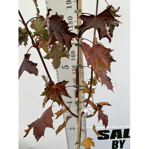 36 - ONE ACER PLATANOIDES 'CRIMSON KING' PURPLE MAPLE TREE OVER 230CM IN HEIGHT IN A 12 LITRE POT. LIME G... 