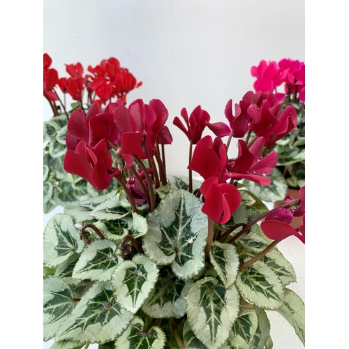 4 - NINE CYCLAMEN MULTICOLOURED SUPER SERIES PICASSO PLANTS 21CM IN HEIGHT, TO BE SOLD FOR THE NINE