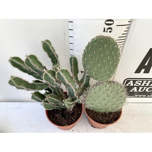 47 - TWO CACTUS HOUSE PLANTS IN 2 LTR POTS APPROX 50CM TALL. TO BE SOLD FOR THE TWO