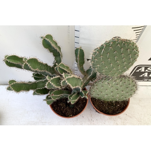 47 - TWO CACTUS HOUSE PLANTS IN 2 LTR POTS APPROX 50CM TALL. TO BE SOLD FOR THE TWO