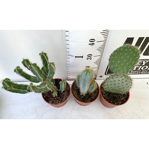 49 - THREE CACTUS HOUSE PLANTS IN 2 LTR POTS APPROX 50CM TALL. TO BE SOLD FOR THE THREE