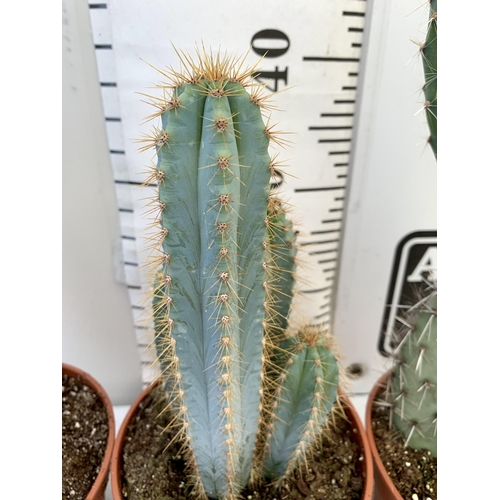 49 - THREE CACTUS HOUSE PLANTS IN 2 LTR POTS APPROX 50CM TALL. TO BE SOLD FOR THE THREE