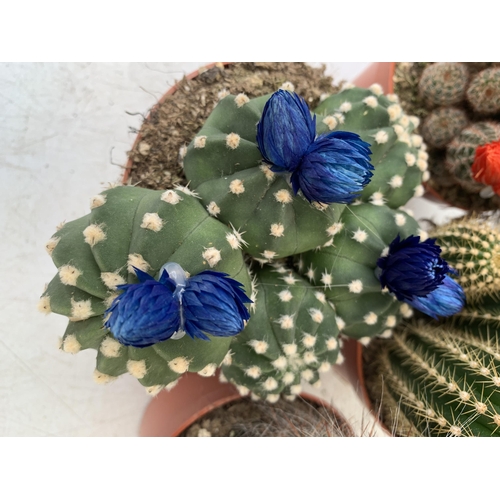 50 - FOUR ORNAMENTAL CACTUS HOUSE PLANTS IN 8CM POTS. APPROX 20-30CM TALL TO BE SOLD FOR THE FOUR