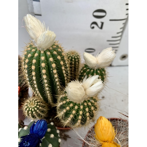 50 - FOUR ORNAMENTAL CACTUS HOUSE PLANTS IN 8CM POTS. APPROX 20-30CM TALL TO BE SOLD FOR THE FOUR