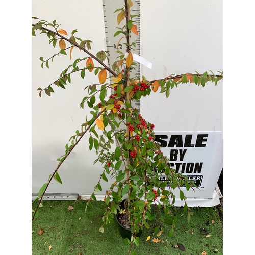 52 - ONE COTONEASTER 'HYBRIDUS PENDULUS' TREE OVER 230CM TALL. EVERGREEN WEEPING TREE COVERED IN WHITE FL... 