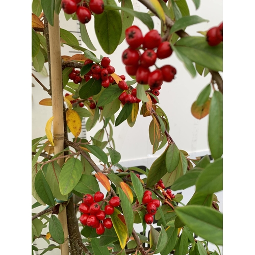 52 - ONE COTONEASTER 'HYBRIDUS PENDULUS' TREE OVER 230CM TALL. EVERGREEN WEEPING TREE COVERED IN WHITE FL... 