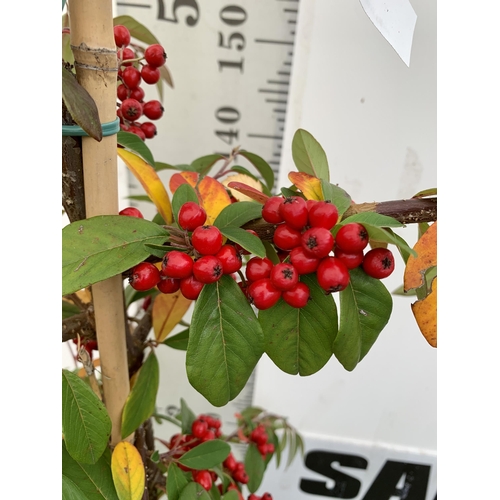 52 - ONE COTONEASTER 'HYBRIDUS PENDULUS' TREE OVER 230CM TALL. EVERGREEN WEEPING TREE COVERED IN WHITE FL... 