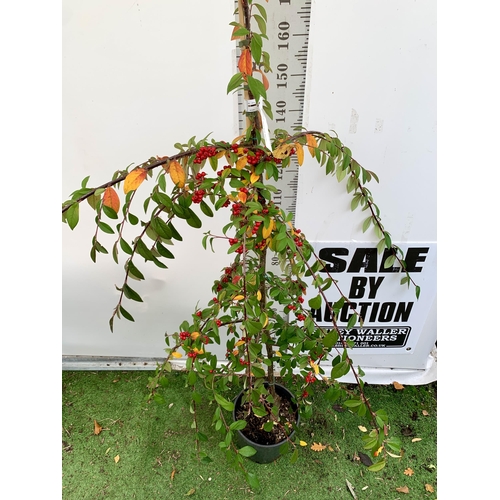 53 - ONE COTONEASTER 'HYBRIDUS PENDULUS' TREE OVER 2.5M TALL. EVERGREEN WEEPING TREE COVERED IN WHITE FLO... 