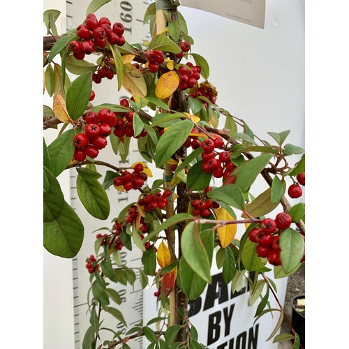 53 - ONE COTONEASTER 'HYBRIDUS PENDULUS' TREE OVER 2.5M TALL. EVERGREEN WEEPING TREE COVERED IN WHITE FLO... 