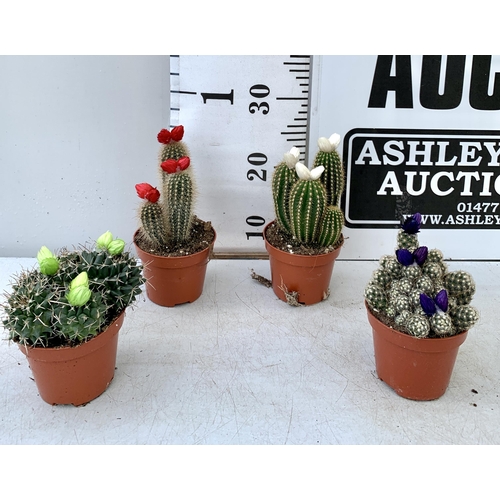 63 - FOUR ORNAMENTAL CACTUS HOUSE PLANTS IN 8CM POTS. APPROX 20-30CM TALL TO BE SOLD FOR THE FOUR