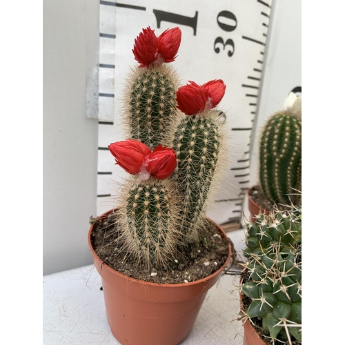 63 - FOUR ORNAMENTAL CACTUS HOUSE PLANTS IN 8CM POTS. APPROX 20-30CM TALL TO BE SOLD FOR THE FOUR