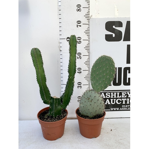 65 - TWO CACTUS HOUSE PLANTS IN 2 LTR POTS APPROX 50-60CM TALL. TO BE SOLD FOR THE TWO