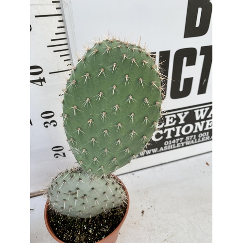 65 - TWO CACTUS HOUSE PLANTS IN 2 LTR POTS APPROX 50-60CM TALL. TO BE SOLD FOR THE TWO