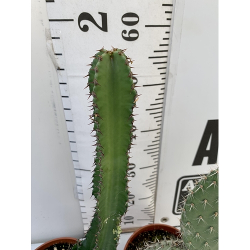 65 - TWO CACTUS HOUSE PLANTS IN 2 LTR POTS APPROX 50-60CM TALL. TO BE SOLD FOR THE TWO