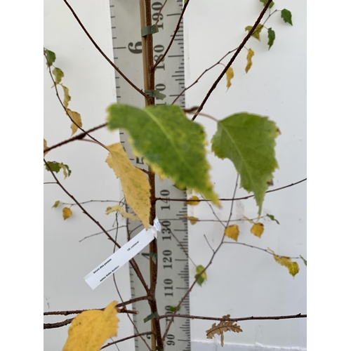 79 - ONE SILVER BIRCH BETULA ALBA PENDULA TREE OVER 2 METRES IN A 12 LTR POT. TREE HAS WHITE PEELING BARK... 