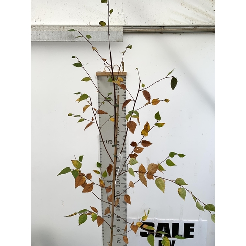 80 - ONE HIMALAYAN BIRCH BETULA UTILIS VARIETY JACQUEMONTII TREE APPROX 2.5 METRES IN A 12 LTR POT. TREE ... 