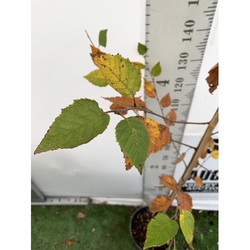 80 - ONE HIMALAYAN BIRCH BETULA UTILIS VARIETY JACQUEMONTII TREE APPROX 2.5 METRES IN A 12 LTR POT. TREE ... 