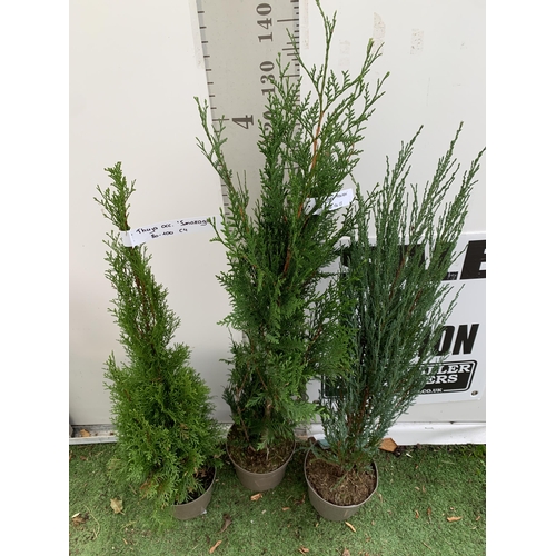 59 - THREE LARGE VARIETIES OF CONIFER- ONE JUNIPERUS SCOPULORUM 'BLUE ARROW', ONE THUJA OCCIDENTALIS 'SMA... 