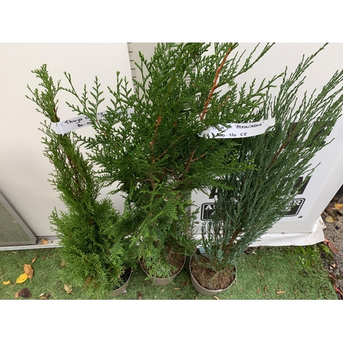 59 - THREE LARGE VARIETIES OF CONIFER- ONE JUNIPERUS SCOPULORUM 'BLUE ARROW', ONE THUJA OCCIDENTALIS 'SMA... 