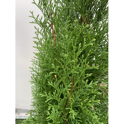 59 - THREE LARGE VARIETIES OF CONIFER- ONE JUNIPERUS SCOPULORUM 'BLUE ARROW', ONE THUJA OCCIDENTALIS 'SMA... 