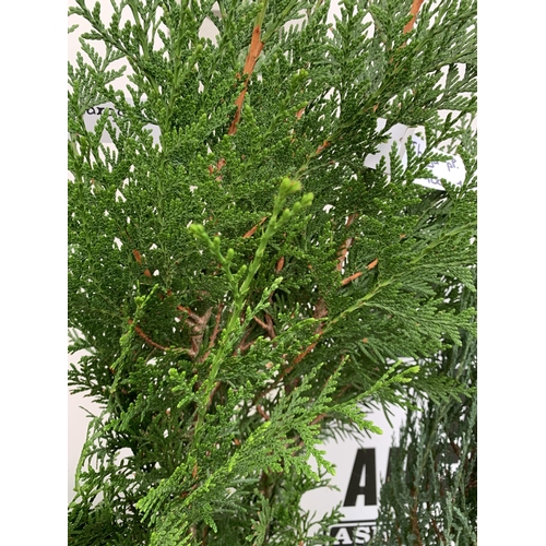 59 - THREE LARGE VARIETIES OF CONIFER- ONE JUNIPERUS SCOPULORUM 'BLUE ARROW', ONE THUJA OCCIDENTALIS 'SMA... 