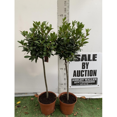 72 - A PAIR OF STANDARD KITCHEN BAY TREES 'LAURUS NOBILIS' IN 10 LTR POTS APPROX 150CM IN HEIGHT TO BE SO... 