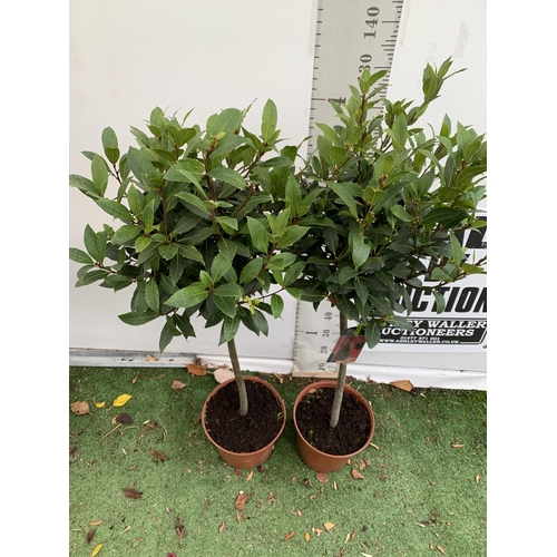 72 - A PAIR OF STANDARD KITCHEN BAY TREES 'LAURUS NOBILIS' IN 10 LTR POTS APPROX 150CM IN HEIGHT TO BE SO... 